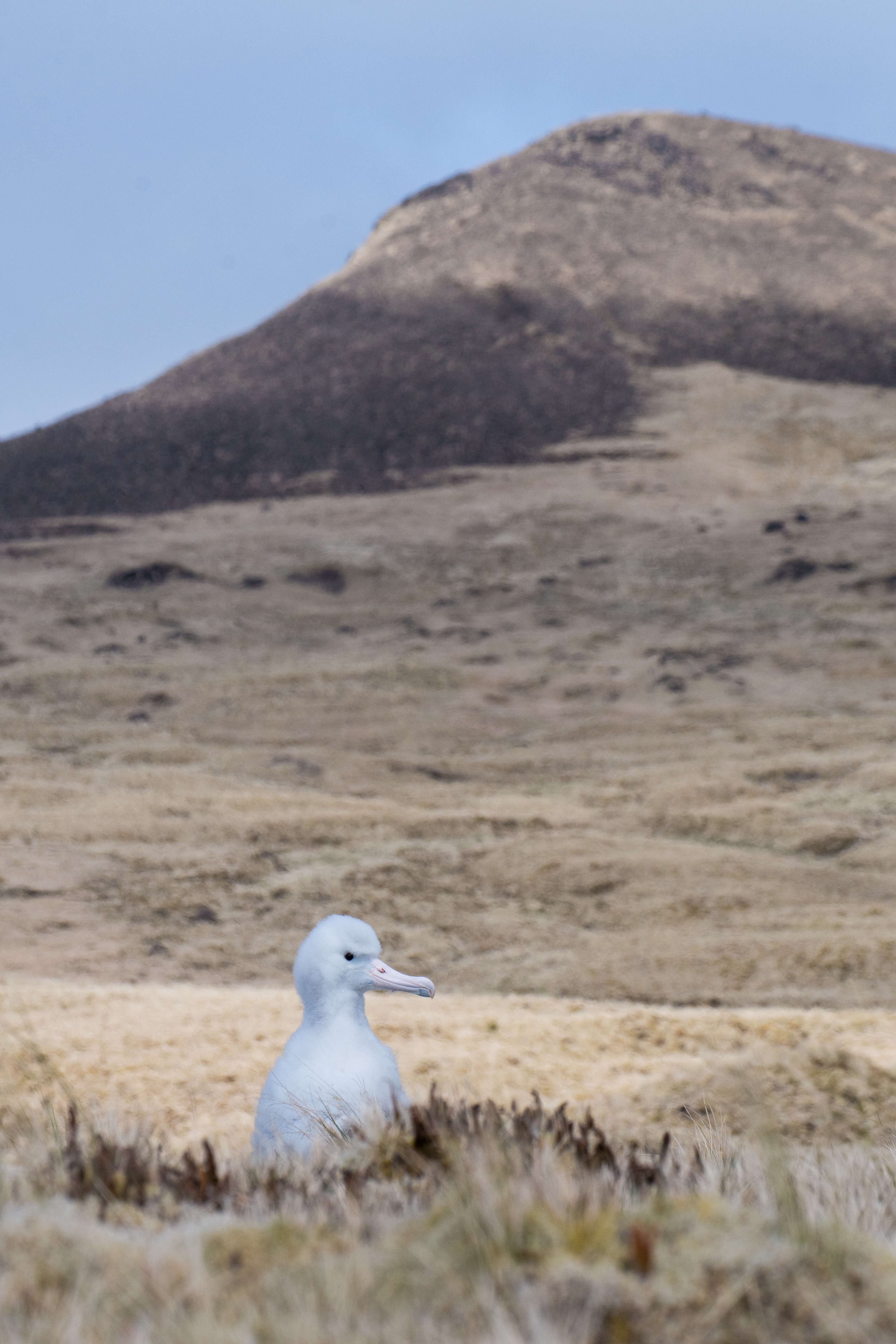 Image of Amsterdam Albatross