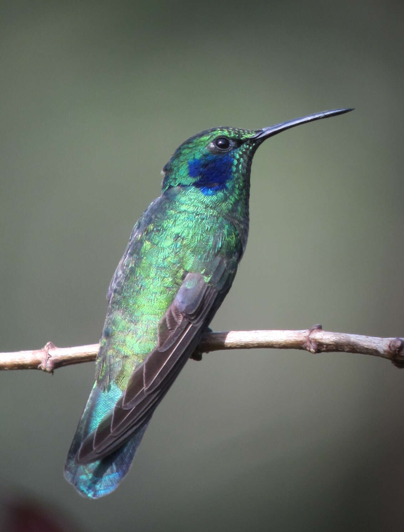 Image of Lesser Violetear