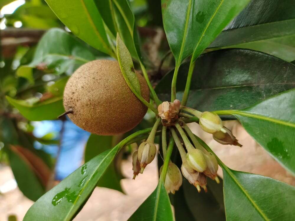 Image of sapodilla