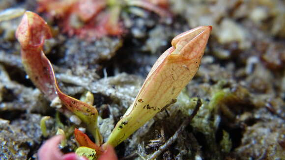 Image of purple pitcherplant