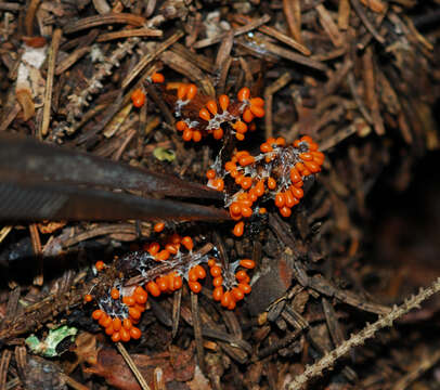 Image of Egg-shell Slime Mould