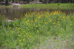 Image of bracted strawflower