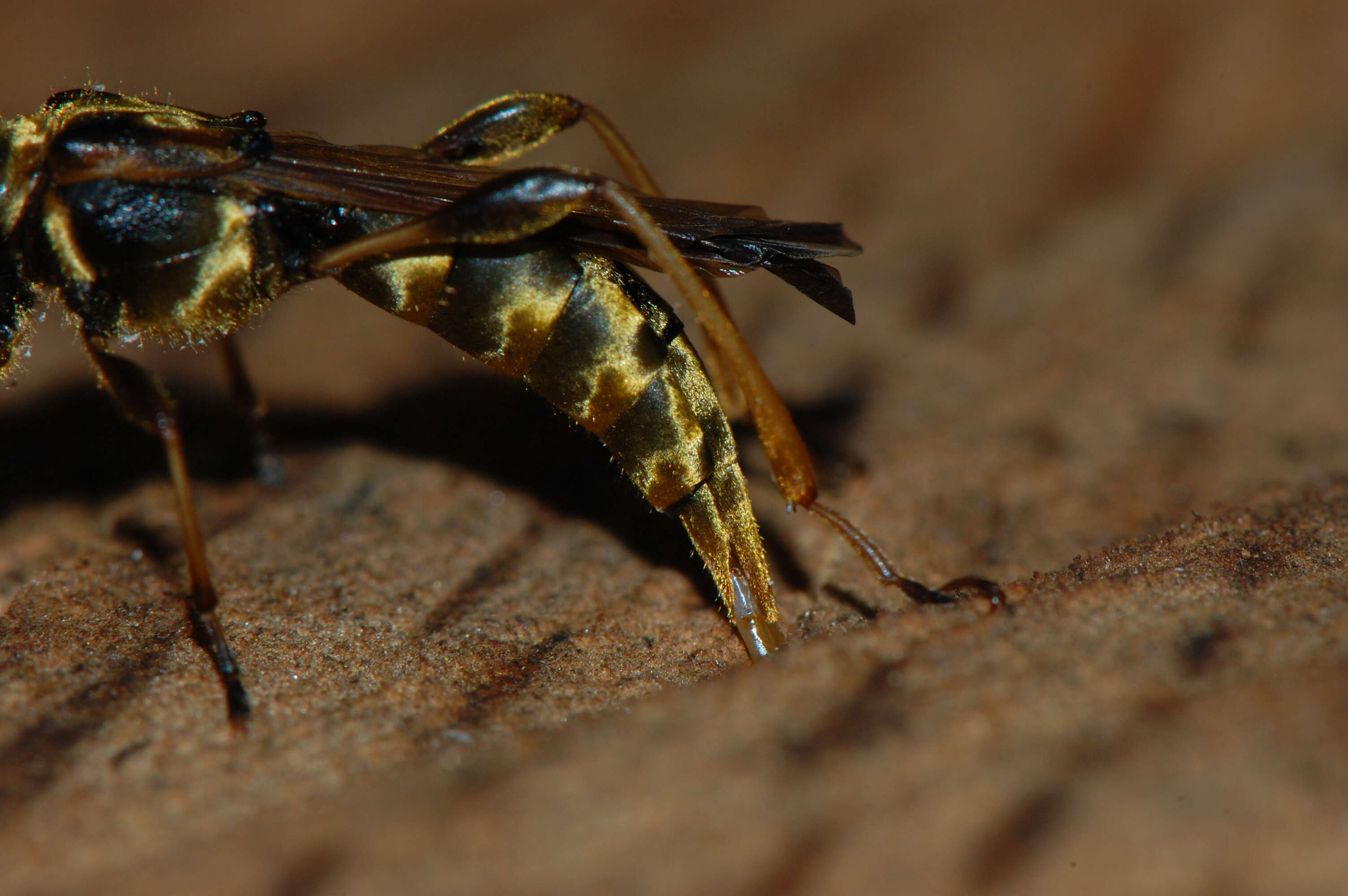 Plancia ëd Necydalis cavipennis Le Conte 1873