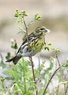 Image of serin, european serin