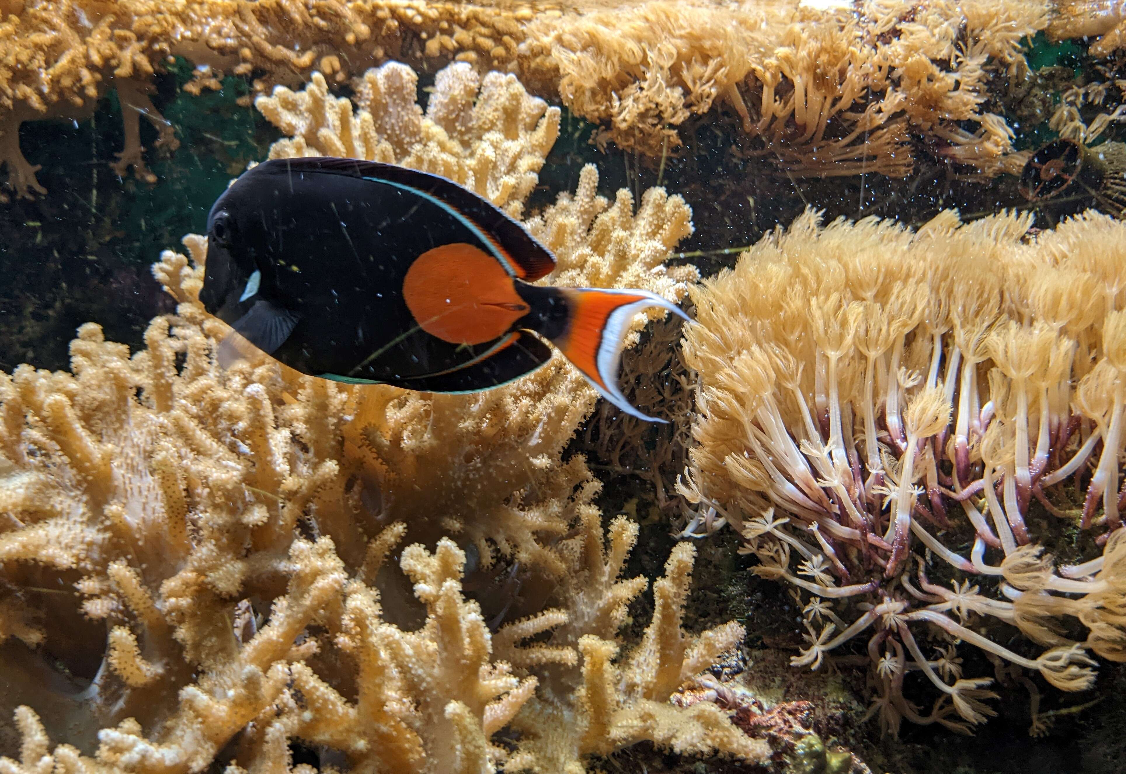 Image of Achilles Tang