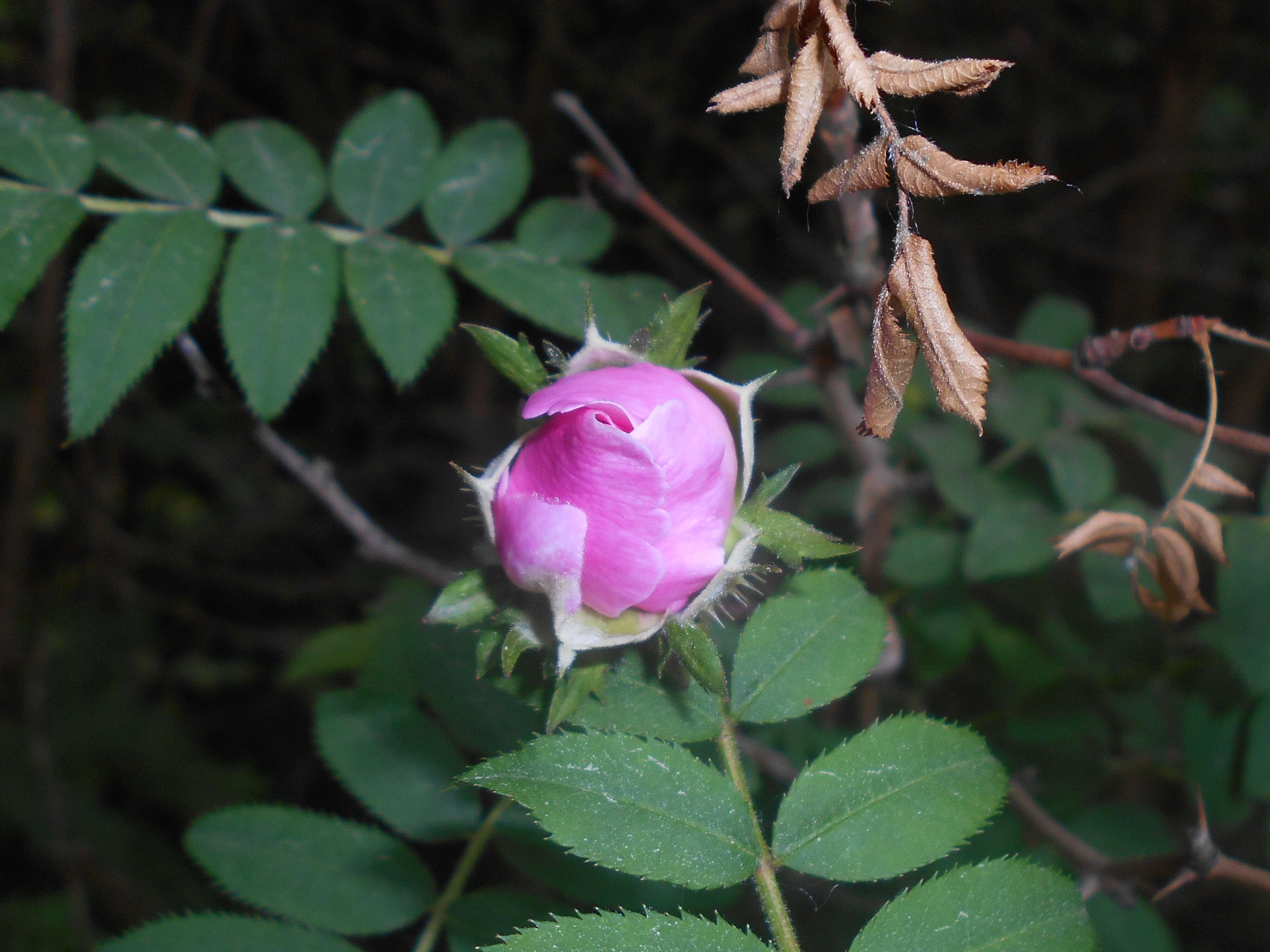 Image of chestnut rose