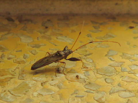 Image of Pachygrontha antennata (Uhler & P. R. 1860)