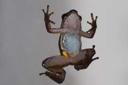 Image of Panama rocket frog