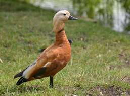 Image of Ruddy Shelduck