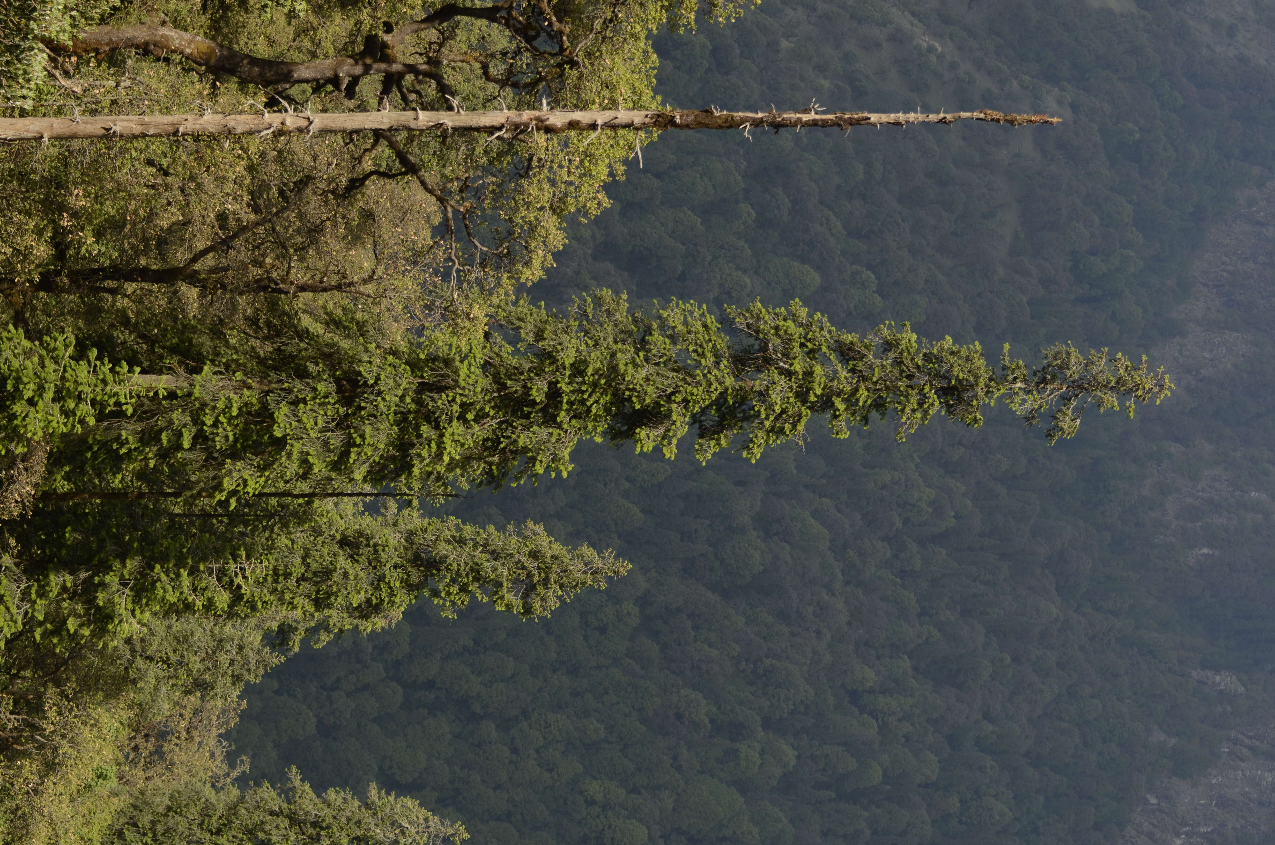 Image of Pindrow Fir