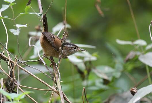 Image of Marsh Wren