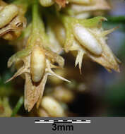 Rumex palustris Sm. resmi