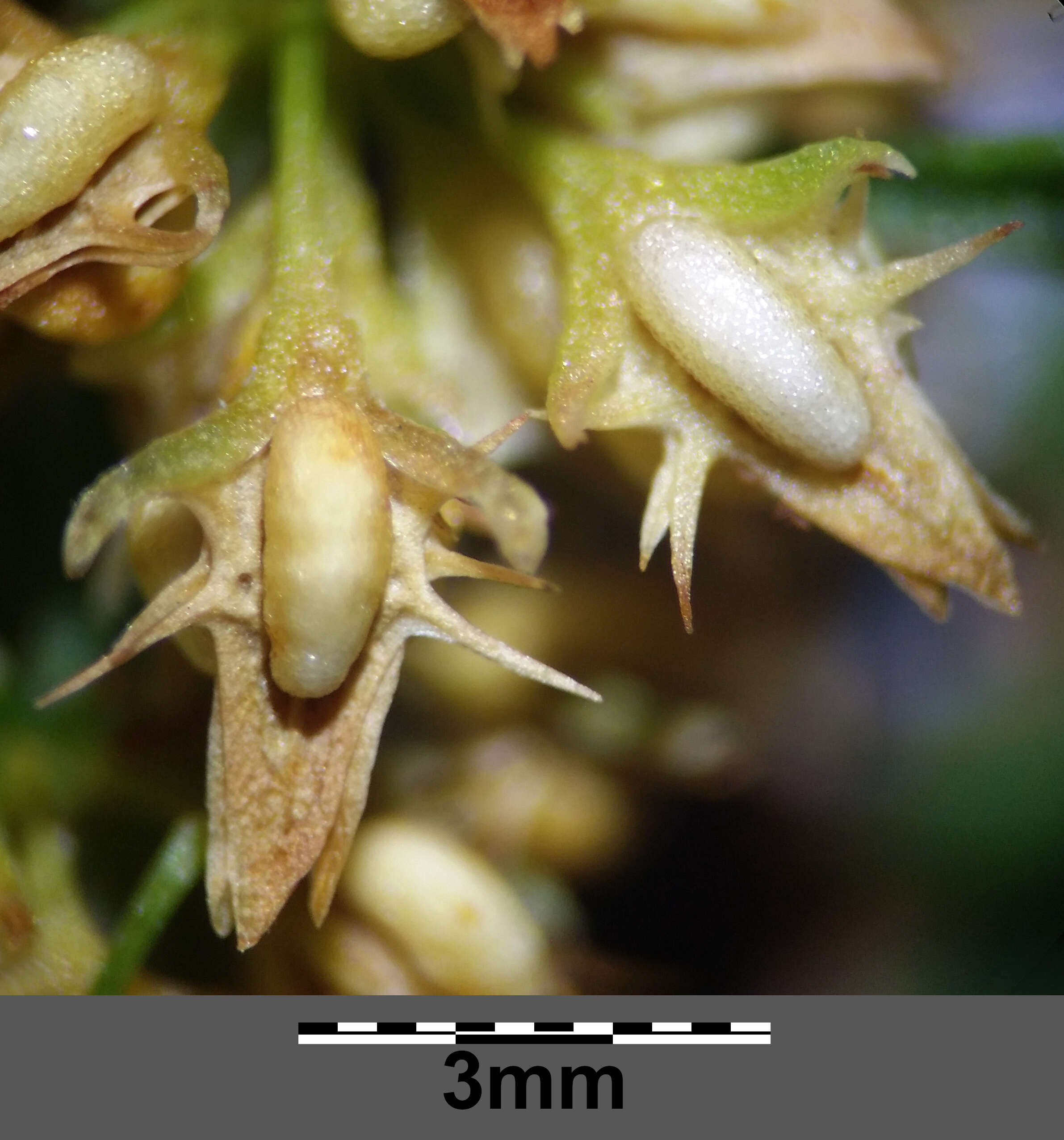 Rumex palustris Sm. resmi