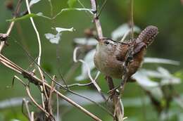 Image of Marsh Wren