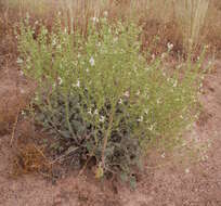 Image of Salvia candidissima Vahl