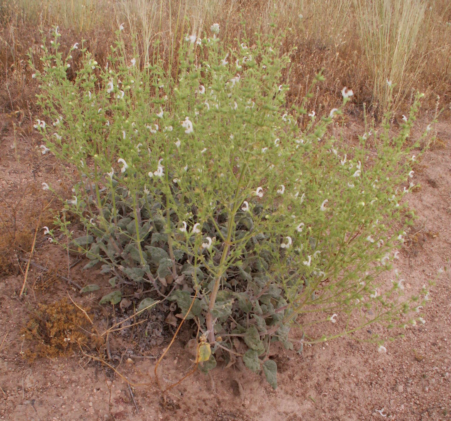 Image of Salvia candidissima Vahl