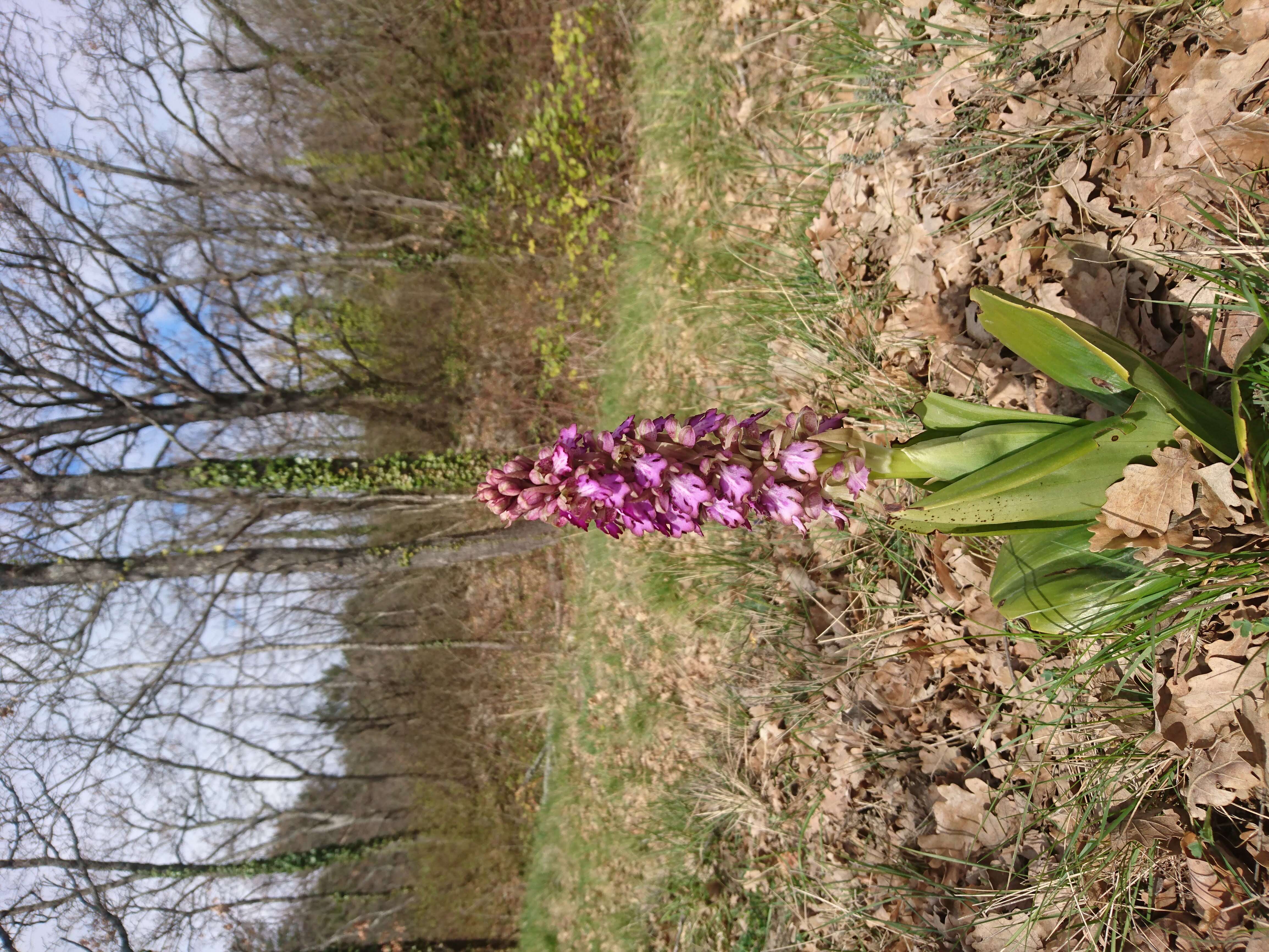 Image of Giant Orchid