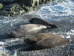 Image of South Atlantic Elephant-seal