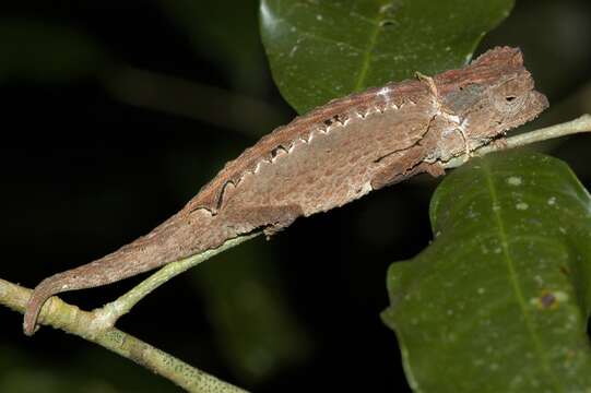 Image of Brookesia antakarana