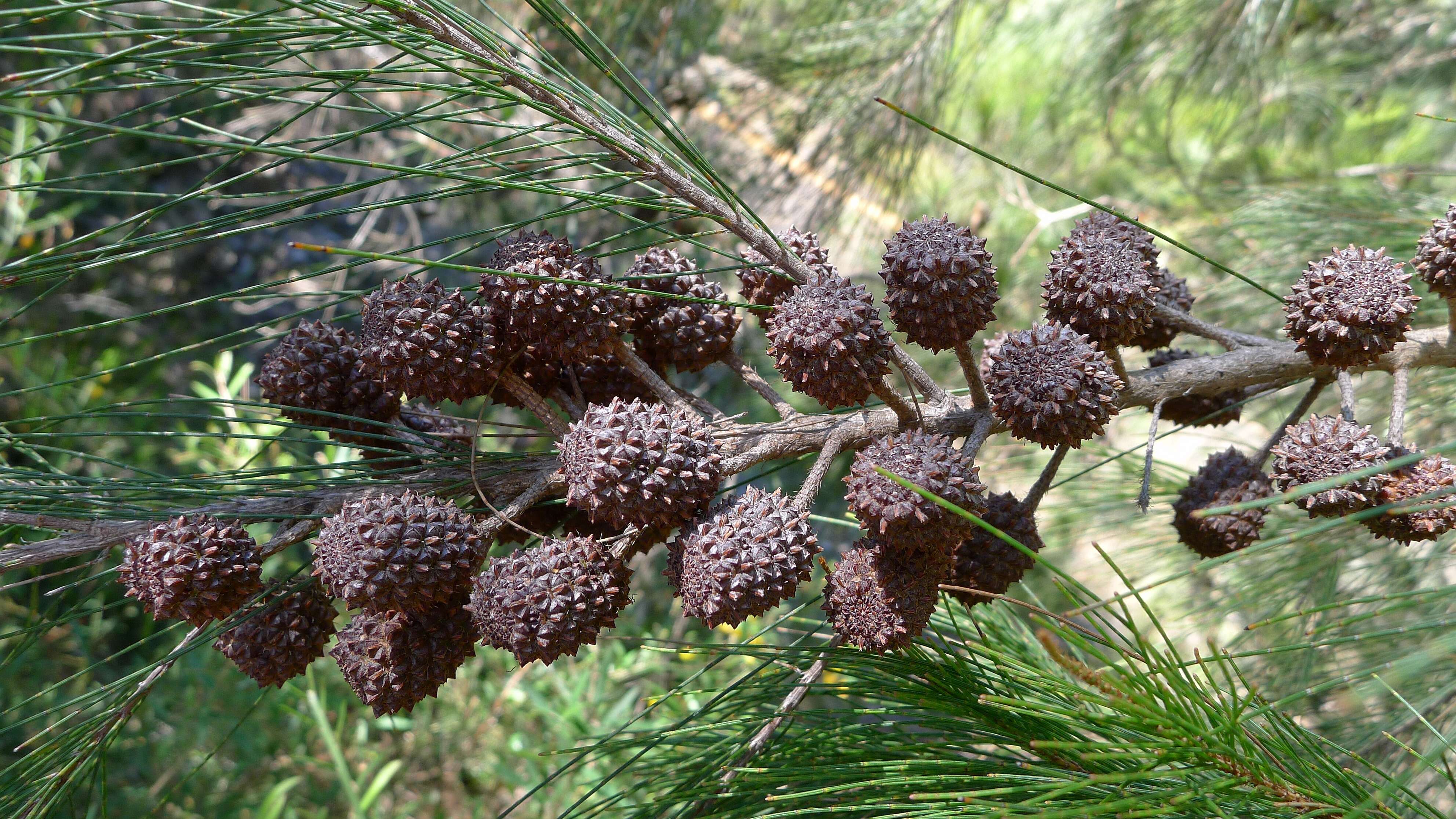 Image of black she-oak