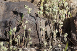 Logfia californica (Nutt.) J. Holub resmi