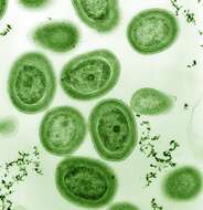 Image of Prochlorococcus