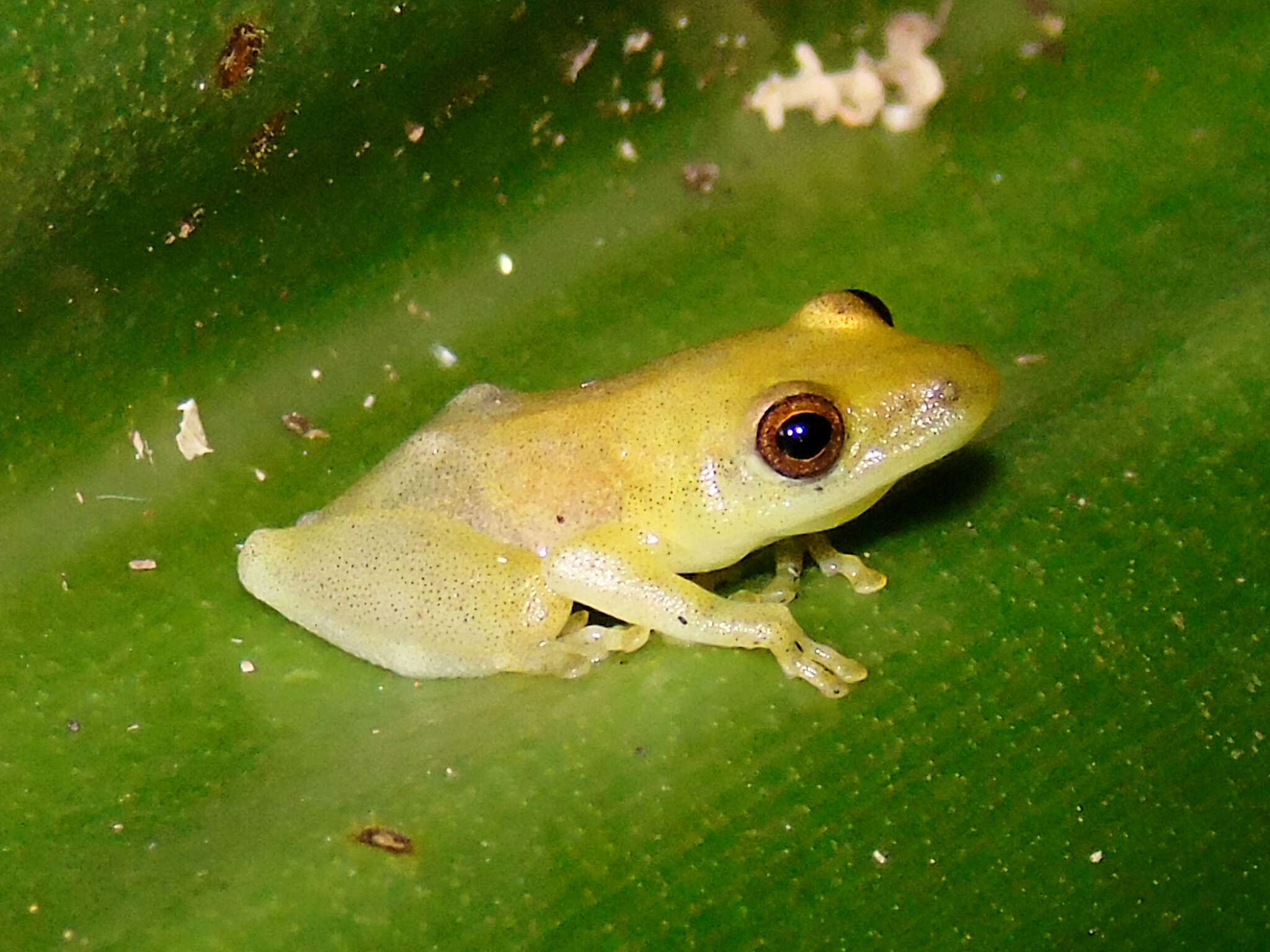 Image of Parker's Reed Frog