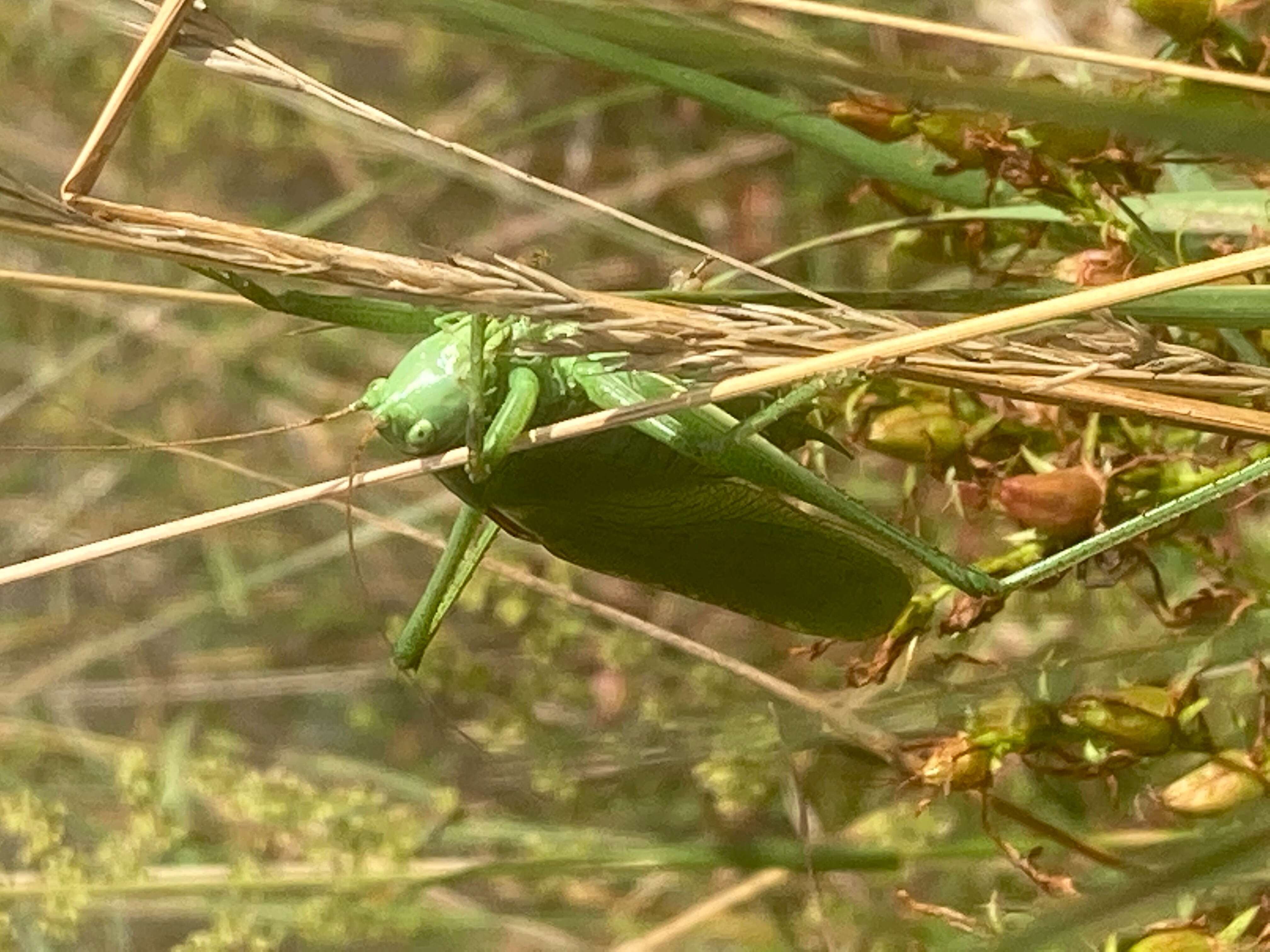 Image of scorpionflies