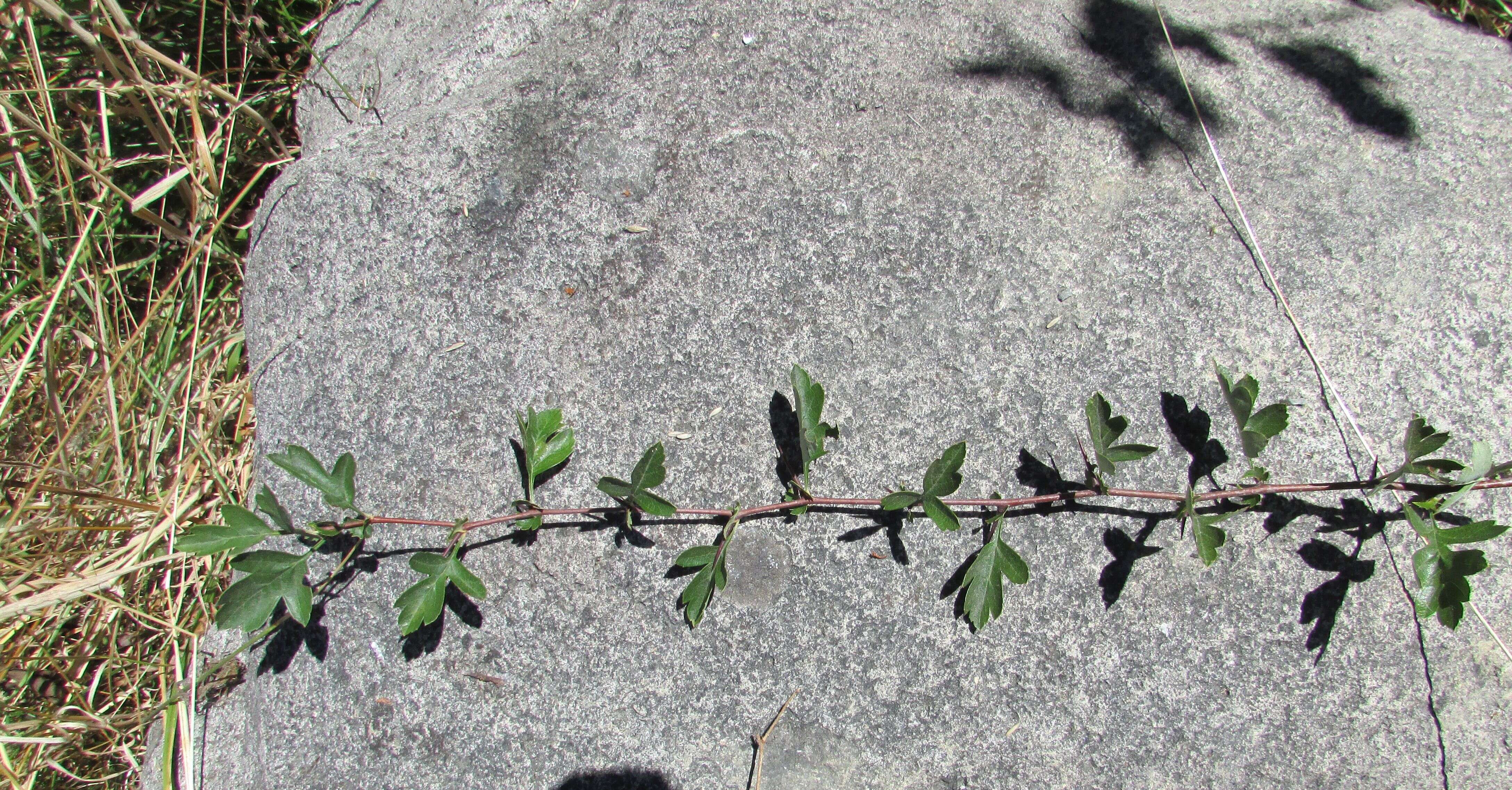 Image of Midland Hawthorn