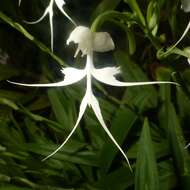 Image of Doll orchid