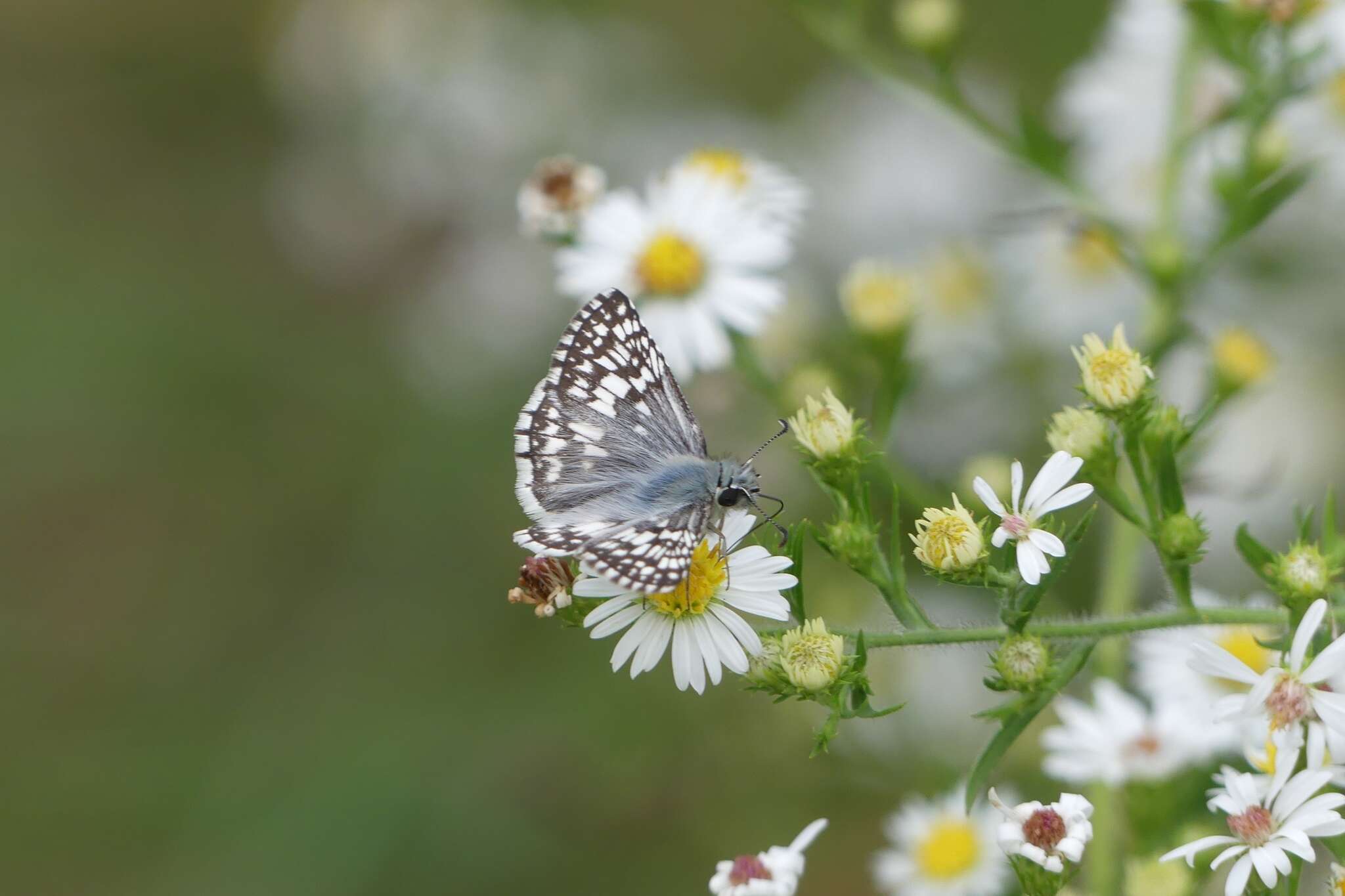 Image of Burnsius communis