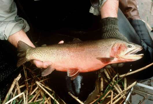 Image of Salmoninae