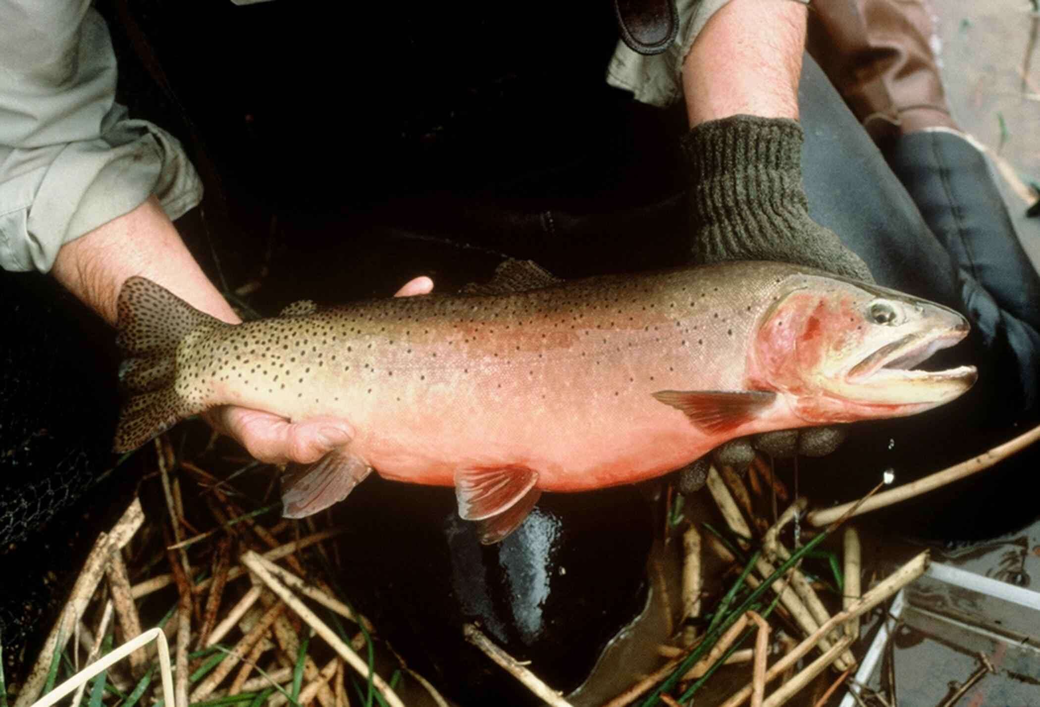 Image of Oncorhynchus clarki stomias