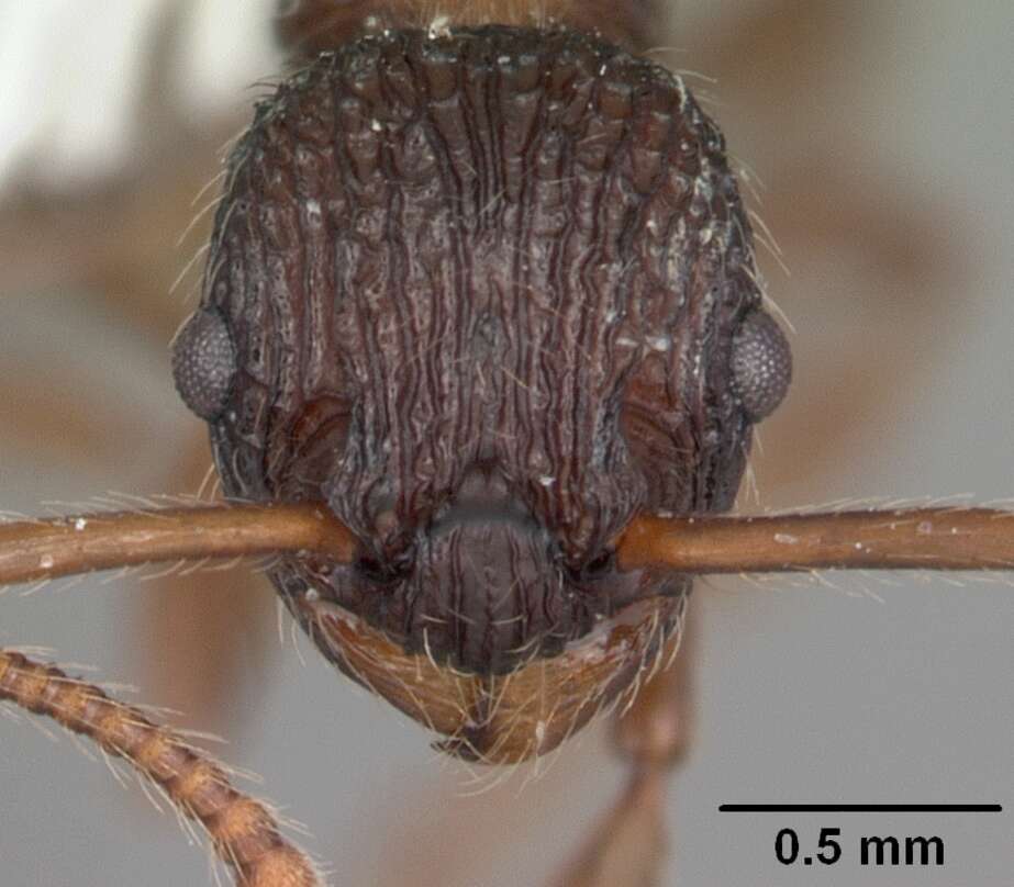 Image of Myrmica punctiventris Roger 1863