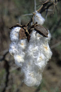 Gossypium herbaceum L. resmi