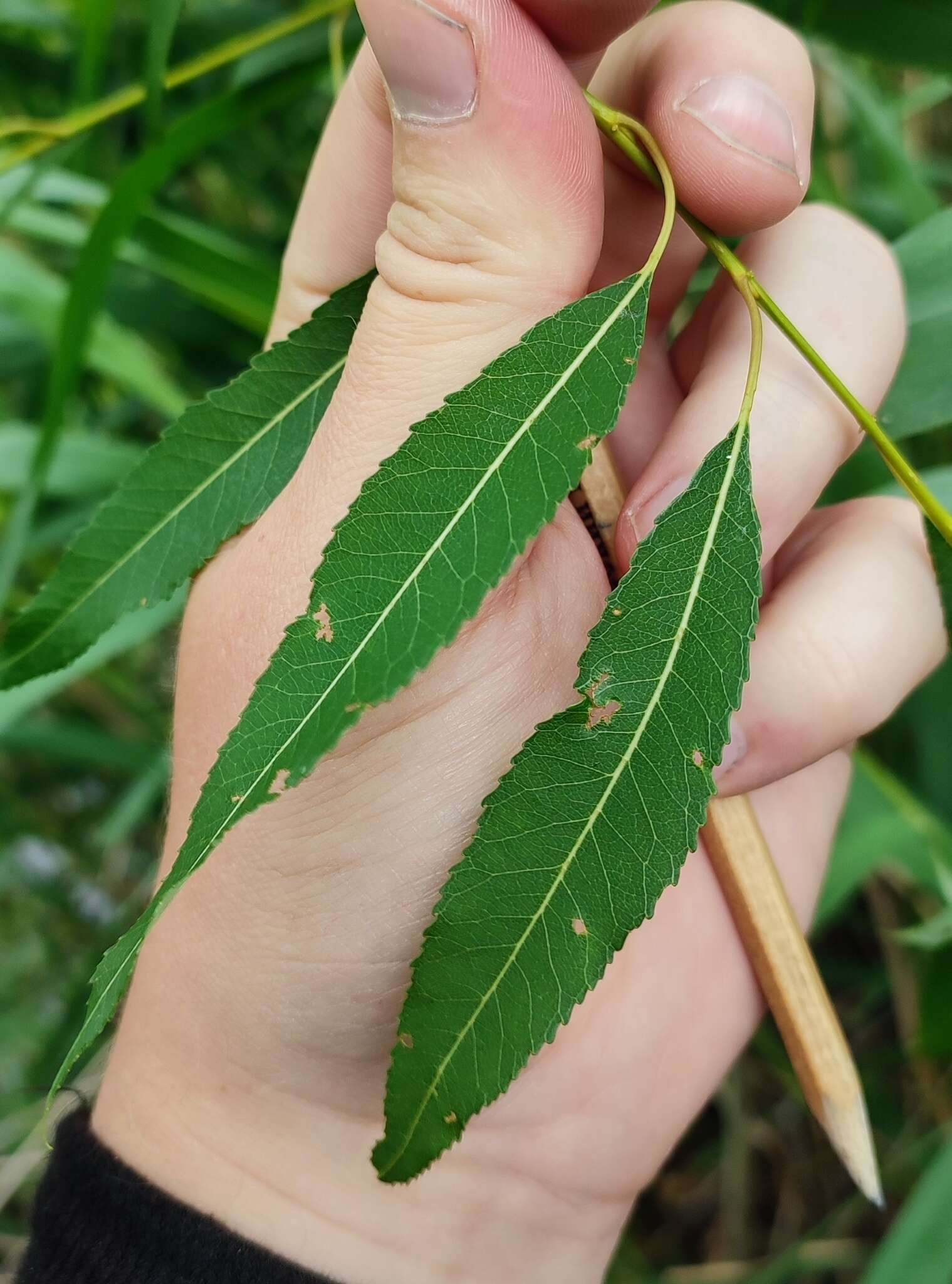 Image of Almond-leaved Willow