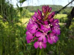 Image of Pyramidal orchid