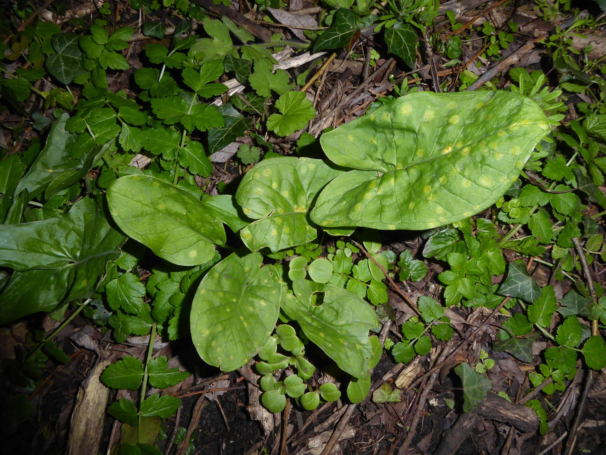 Imagem de Puccinia sessilis J. Schröt. 1870