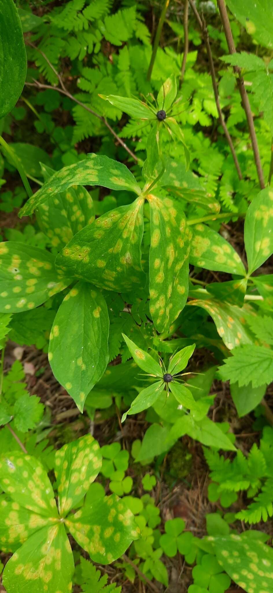 Imagem de Puccinia sessilis J. Schröt. 1870