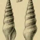 Sivun Turricula turriplana (G. B. Sowerby Iii 1903) kuva