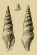 Image of Turricula turriplana (G. B. Sowerby Iii 1903)