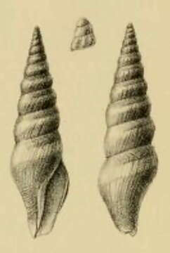 Sivun Turricula turriplana (G. B. Sowerby Iii 1903) kuva