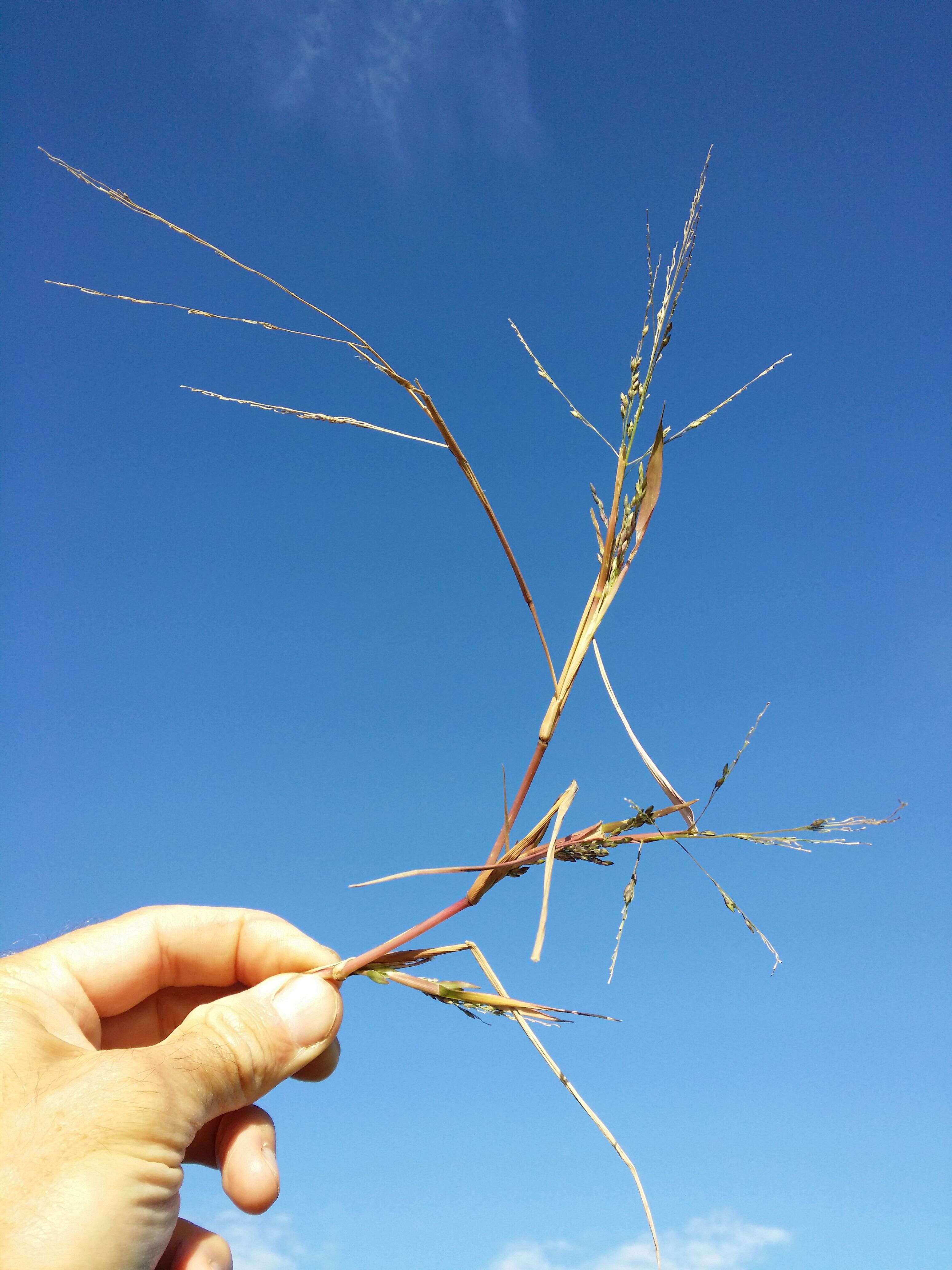 Imagem de Panicum dichotomiflorum Michx.