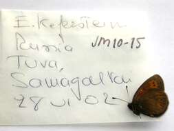 Image of Erebia kefersteinii Eversmann 1851