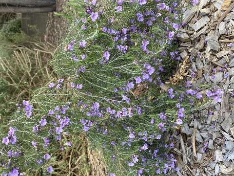 صورة Eremophila microtheca F. Muell. ex Benth.