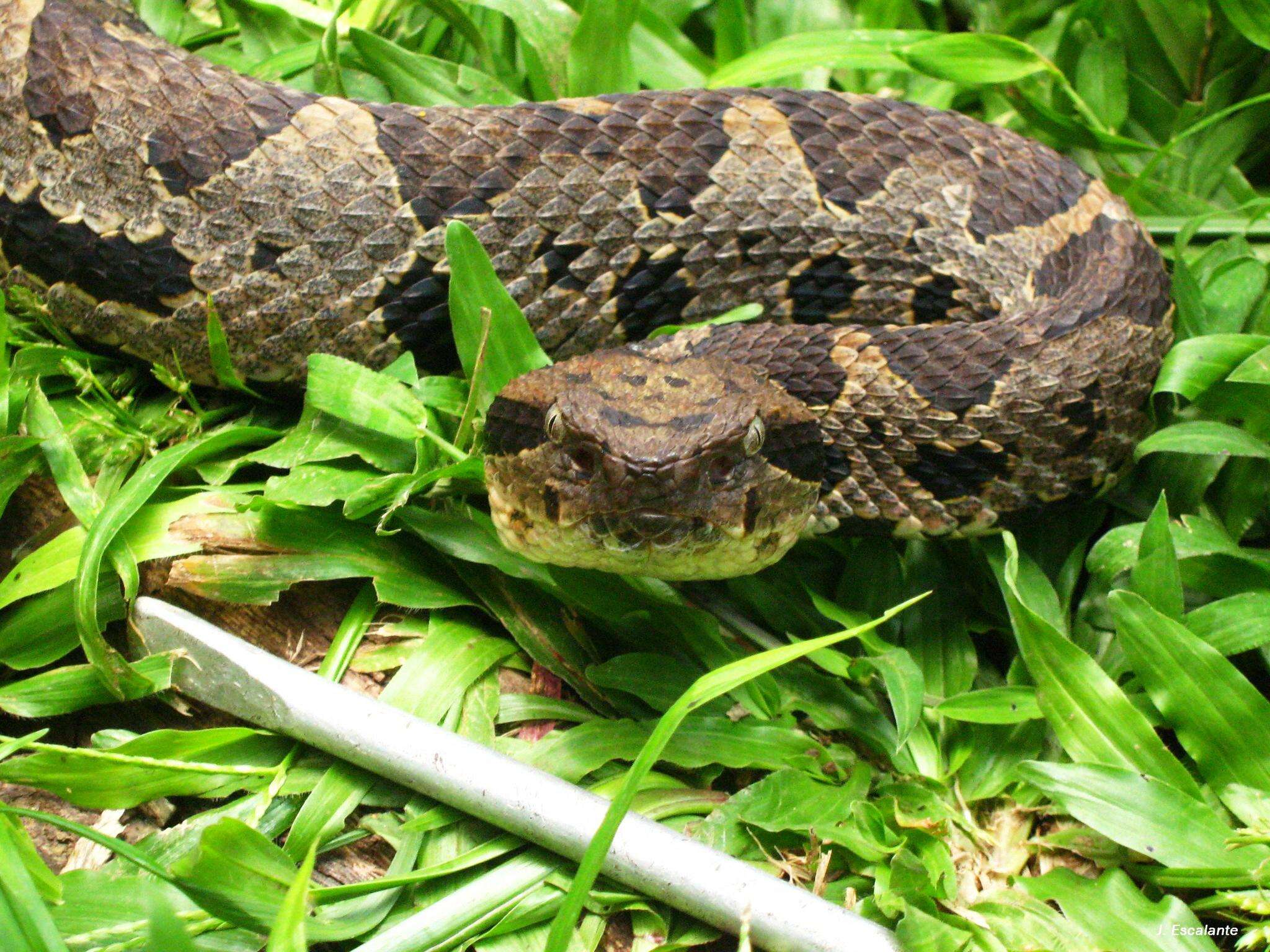 Image of Olmecan Pit Viper