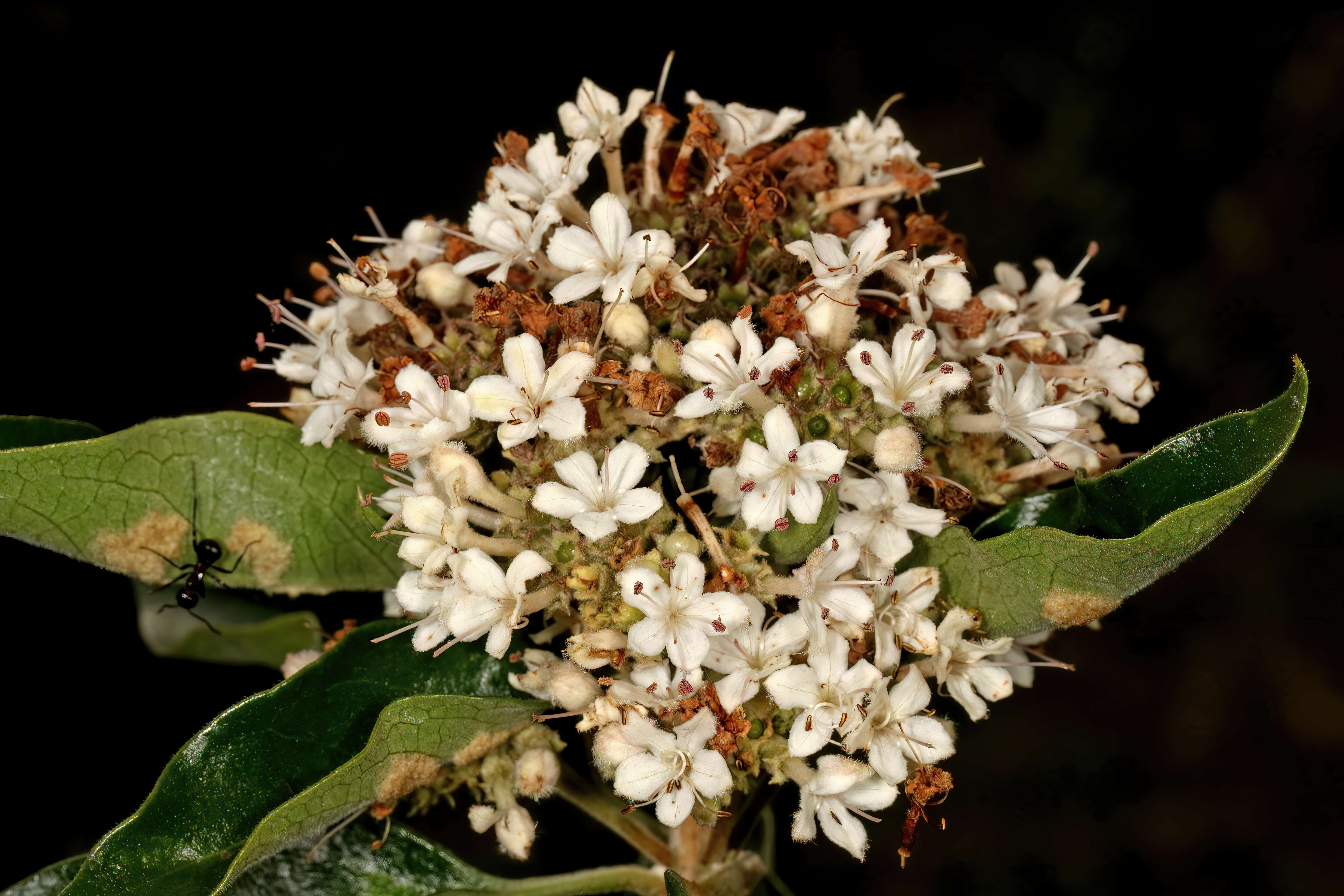 Imagem de Volkameria glabra (E. Mey.) Mabb. & Y. W. Yuan