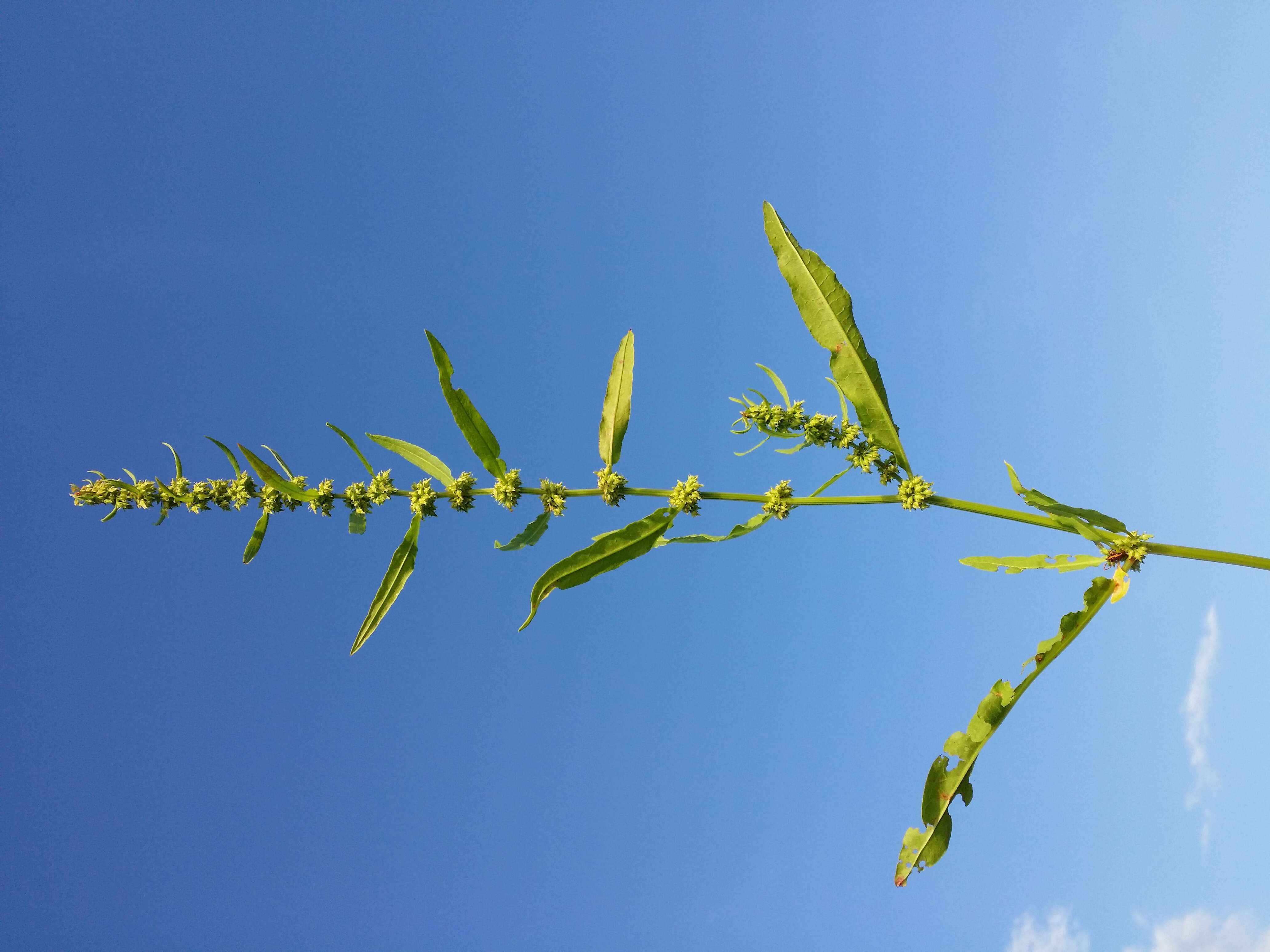 Rumex palustris Sm. resmi