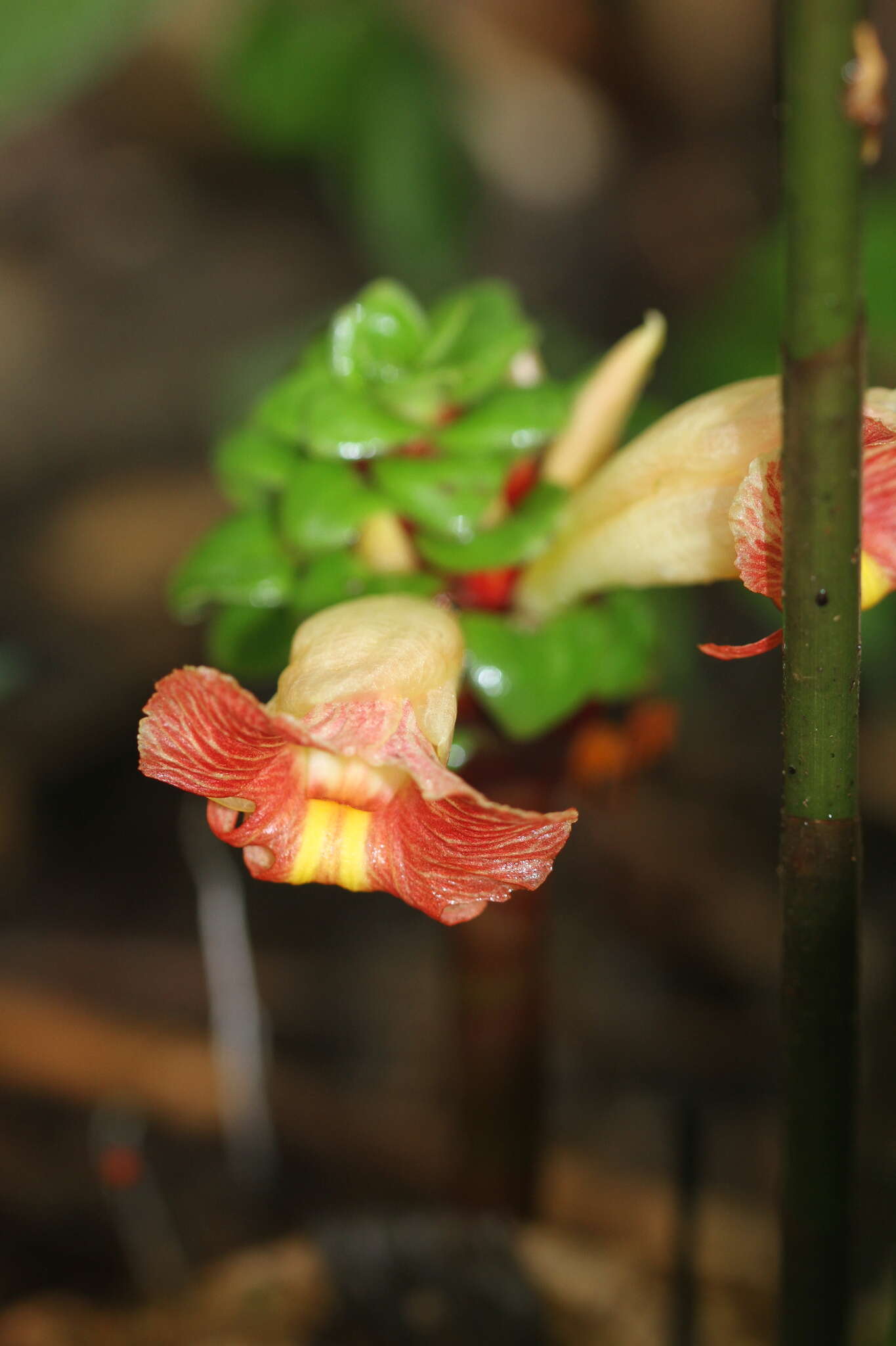 Image of Costus claviger Benoist