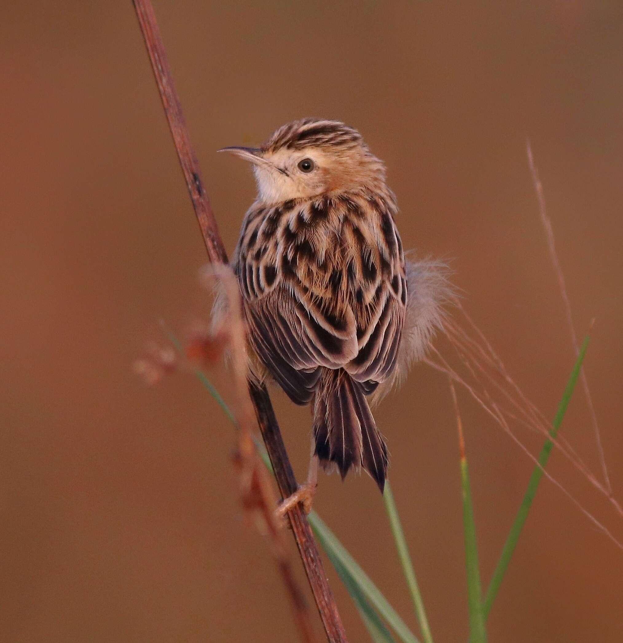 Image of Fan-tailed Cisticola